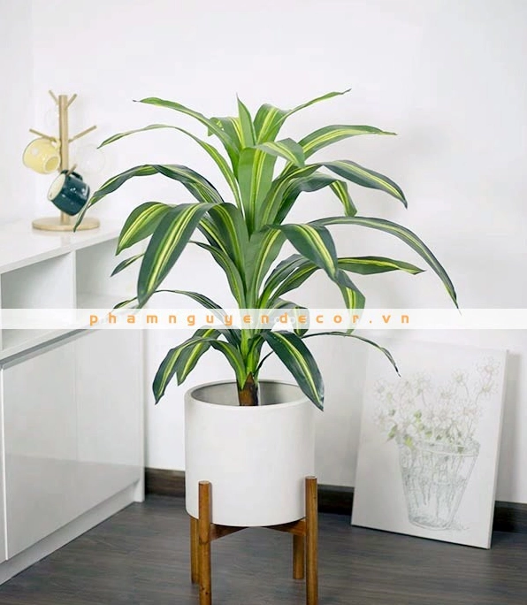 Cây Thiết Mộc Lan dáng 90cm nhỏ gọn dùng trang trí nhà cửa studio văn phòng và cửa hàng