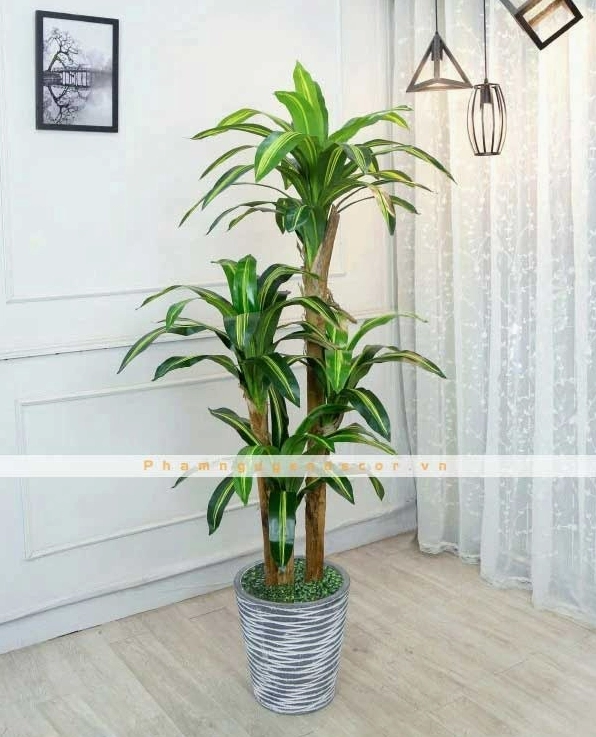 Cây Thiết Mộc Lan dáng cao với tán lá xanh vàng dùng trang trí cửa hàng và văn phòng
