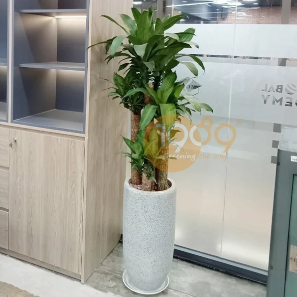 Cây Thiết Mộc Lan dáng đẹp với thân chắc và chùm lá xòe đều tạo bố cục hài hòa cho ảnh
