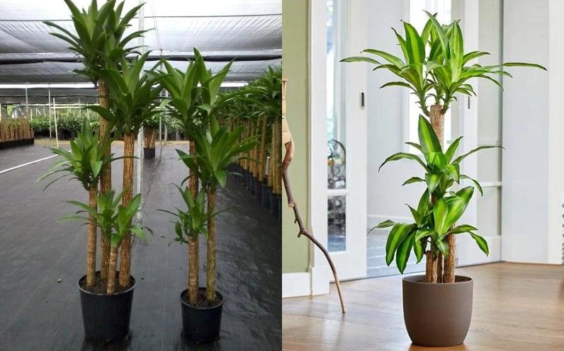 Cây Thiết Mộc Lan dạng nhỏ hơn với kích thước gọn gàng cho không gian hẹp