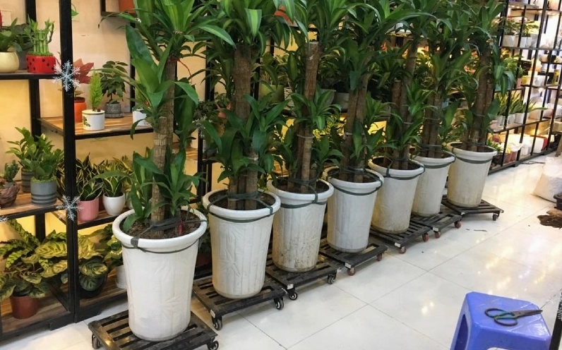 Cây Thiết Mộc Lan trồng trong chậu lớn với tán lá xanh nổi bật ở không gian rộng