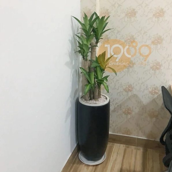 Cây Thiết Mộc Lan tươi tốt với tầng lá xếp lớp đều đặn tạo điểm nhìn mạnh và hài hòa