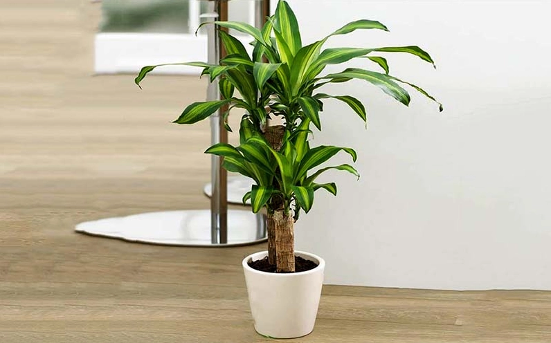 Cây Thiết Mộc Lan với dáng lá vươn cao minh họa nguồn gốc và ý nghĩa phong thủy