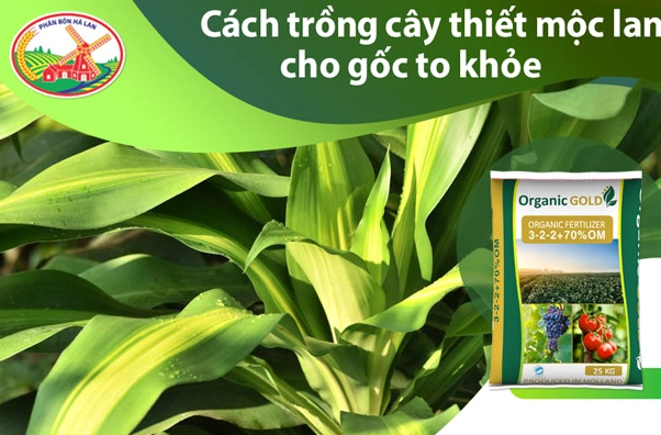 Cây Thiết Mộc Lan với gốc to khỏe minh họa cho kỹ thuật trồng và chăm sóc để cây phát triển vững chắc