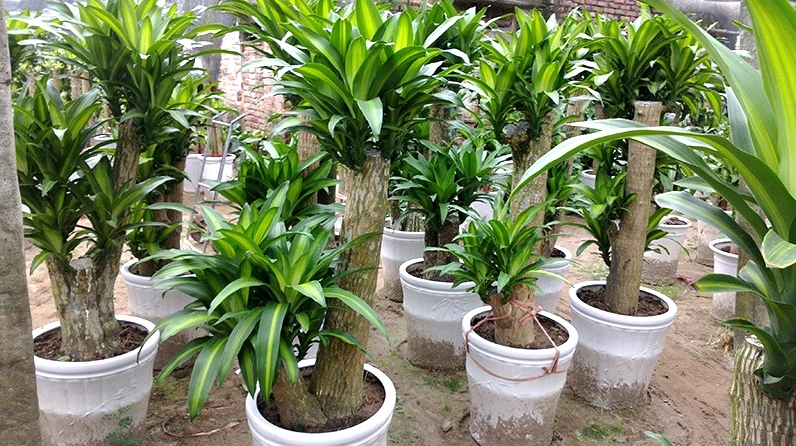 Cây Thiết Mộc Lan với tán lá khỏe khoắn thể hiện ý nghĩa phong thủy may mắn