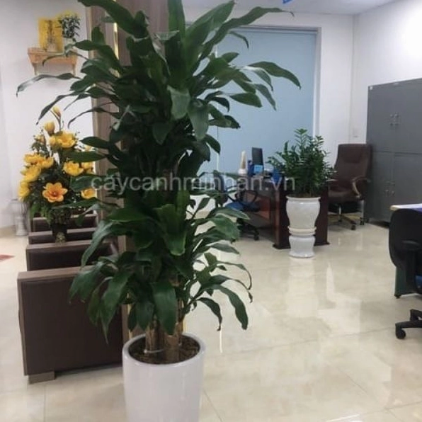 Cây thiết mộc lan xanh khỏe với thân cao tạo lớp nền thẳng đứng cho không gian cây cảnh