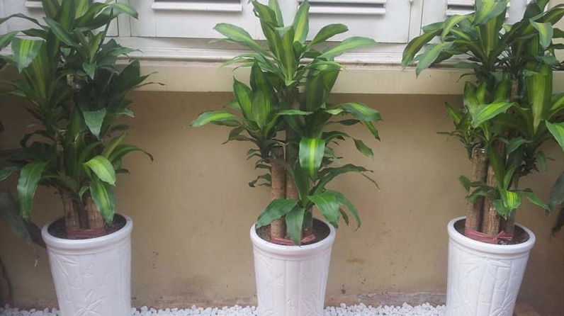 Cây Thiết Mộc Lan xanh tươi thể hiện tác dụng làm đẹp không gian sống
