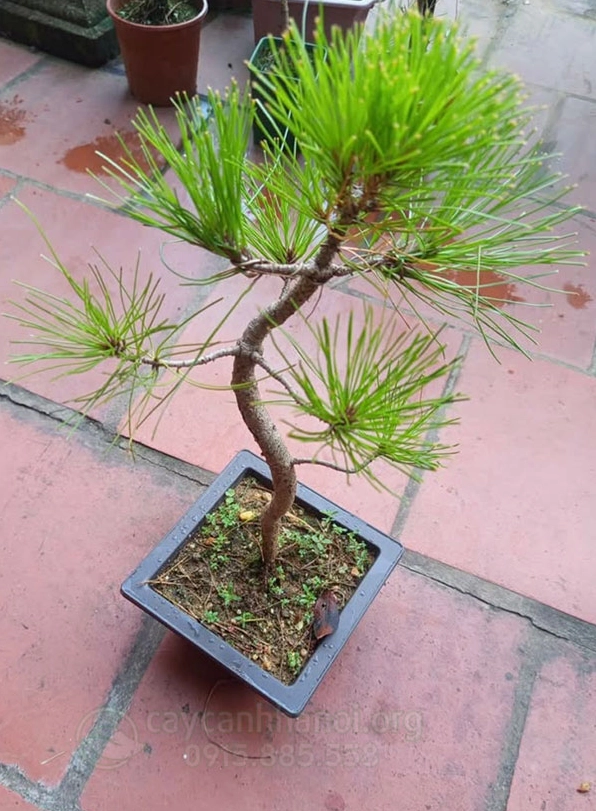 Cây Thông Đen Nhật Bản dáng bonsai với thân uốn lượn cổ kính và tán lá cân đối nghệ thuật