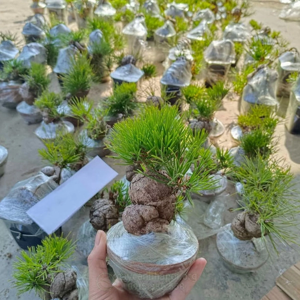 Cây Thông Đen Nhật Bản được chăm tạo dáng đẹp mắt sẵn sàng cho người yêu cây sưu tầm