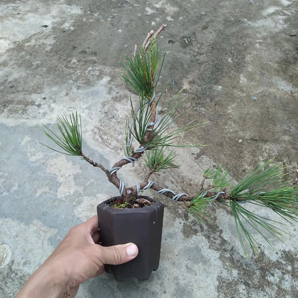 Cây Thông Đen Nhật Bản mang sắc xanh trầm tượng trưng cho sự hài hòa với mệnh Mộc Hỏa và Thổ