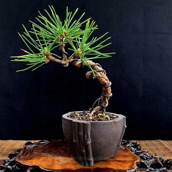 Cây Thông Đen Nhật Bản mini để bàn với tán lá xanh đậm gọn gàng trong chậu nhỏ thanh lịch