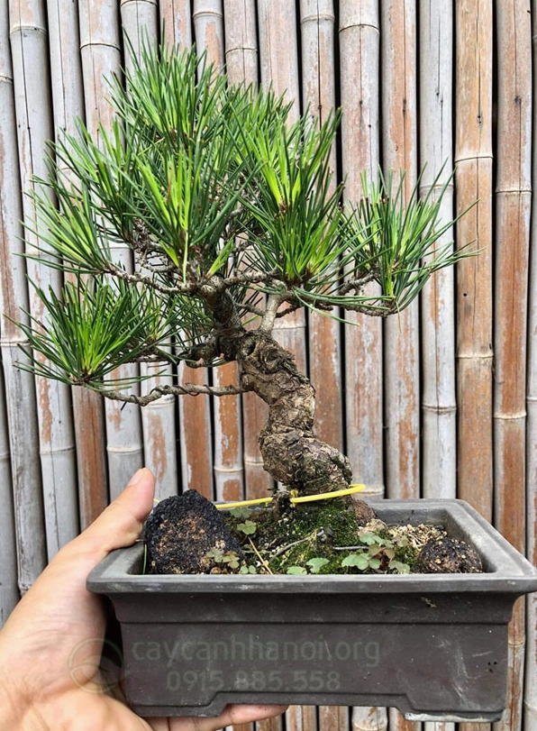 Cây Thông Đen Nhật Bản trong bố cục trang nhã gợi liên tưởng đến ý nghĩa hợp tuổi Ngọ