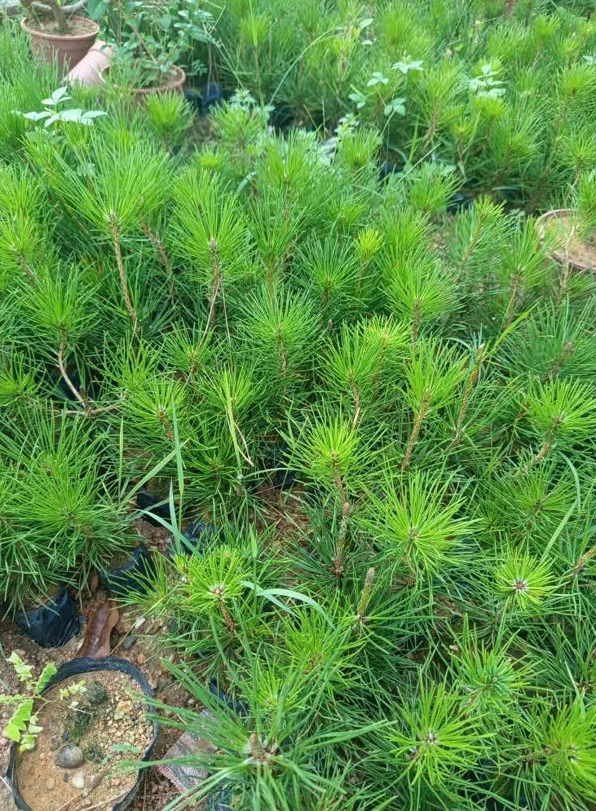 Cây Thông Đen Nhật Bản trong chậu vận chuyển an toàn với dáng cây vẫn giữ được vẻ đẹp khỏe khoắn