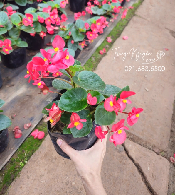 Cây Thu Hải Đường với lá và hoa mềm mại, gợi nét duyên dịu dàng cho góc vườn nhỏ