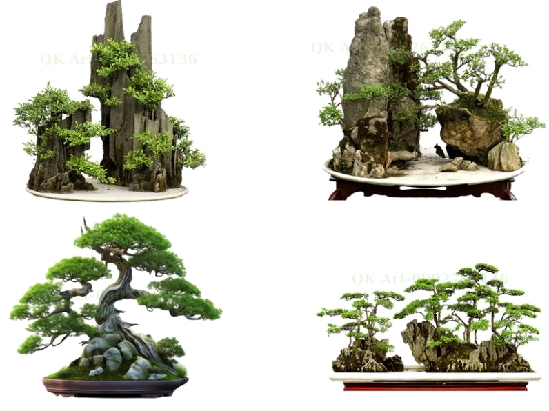 Cây Thừng mực bonsai trong giai đoạn tạo tác với thân cong mềm, cành được định hình đầy nghệ thuật