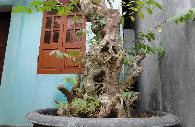 Cây Thừng mực được tạo dáng bonsai với đường thân lắc tự nhiên và phần tán cân đối