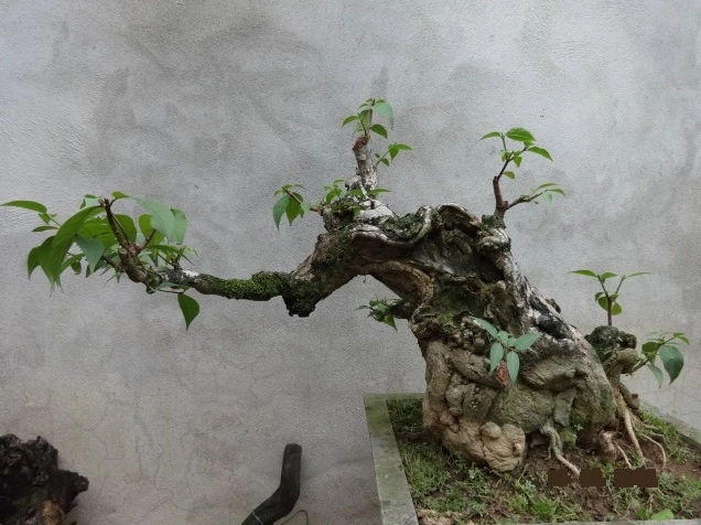 Cây Thừng mực trong chậu cảnh với cành nhánh mềm mại và tán xanh được cắt tỉa gọn đẹp