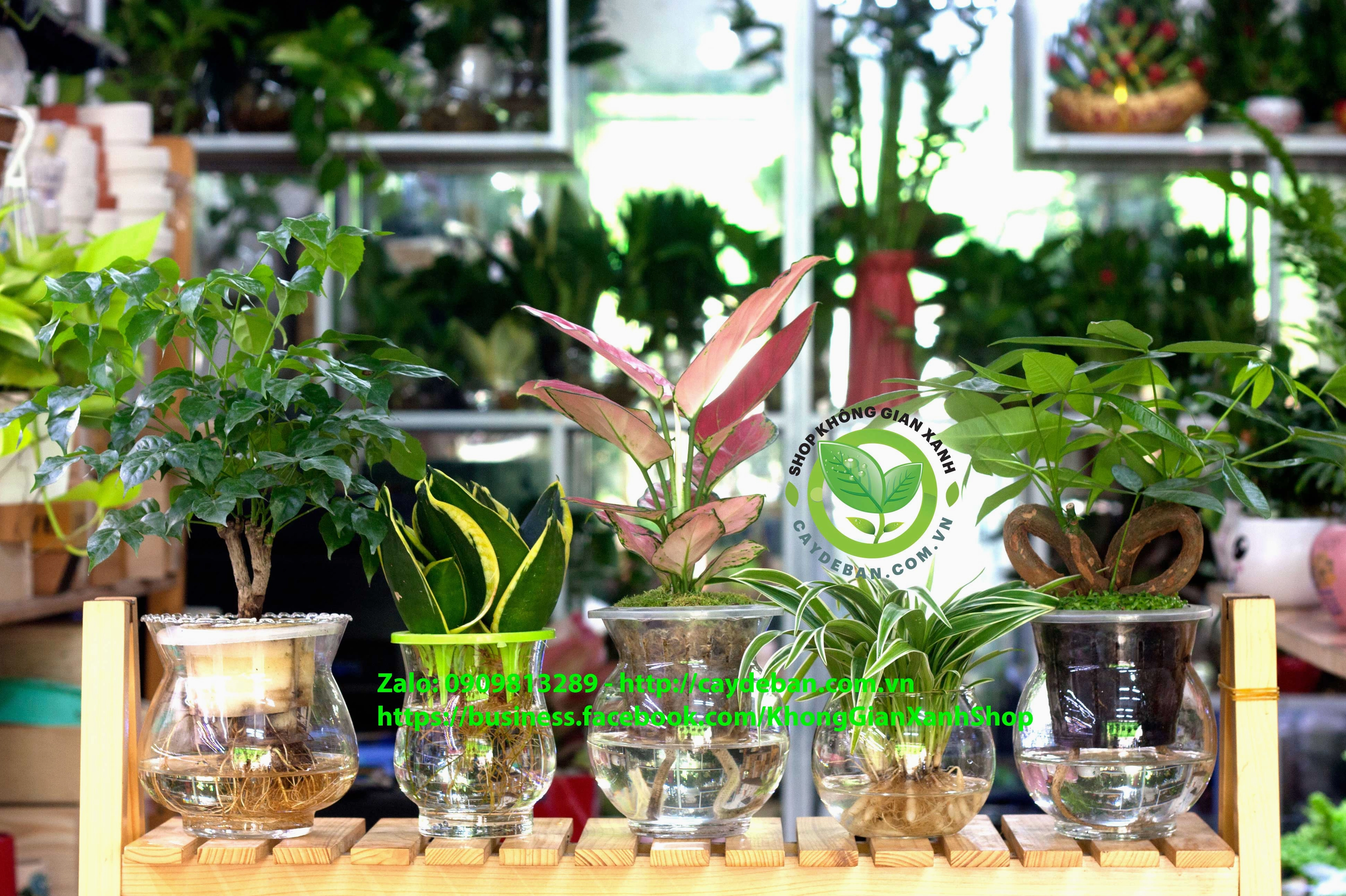 Cây thủy canh trồng trong nước với rễ trắng lộ rõ và lá xanh tươi trong bình trong suốt