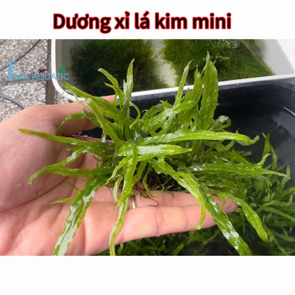 Cây thủy sinh Dương Xỉ Lá Kim Mini xanh gọn với lá kim nhỏ thích hợp gắn lên lũa trong bể cảnh