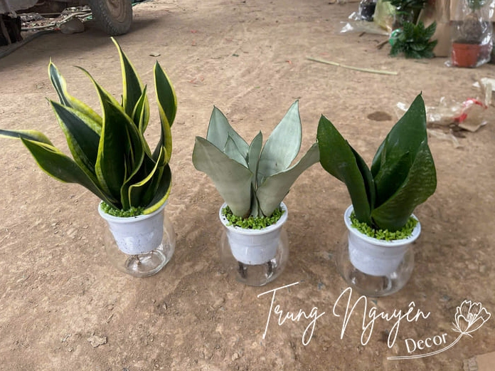 Cây thủy sinh mini đặt bàn gợi ý cách tạo góc xanh ẩm mát bên cạnh Lan Ý