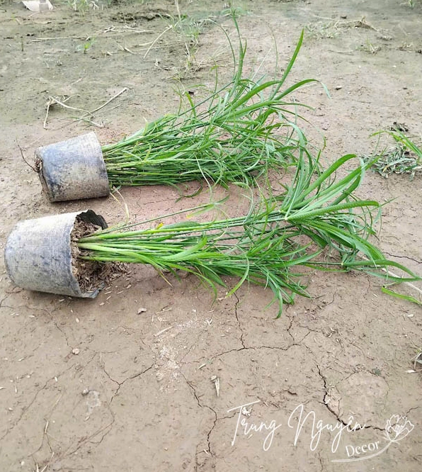 Cây Thủy Trúc thanh mảnh vươn cao bên mép nước, tạo cảm giác nhẹ nhàng và thoáng đạt cho cảnh quan