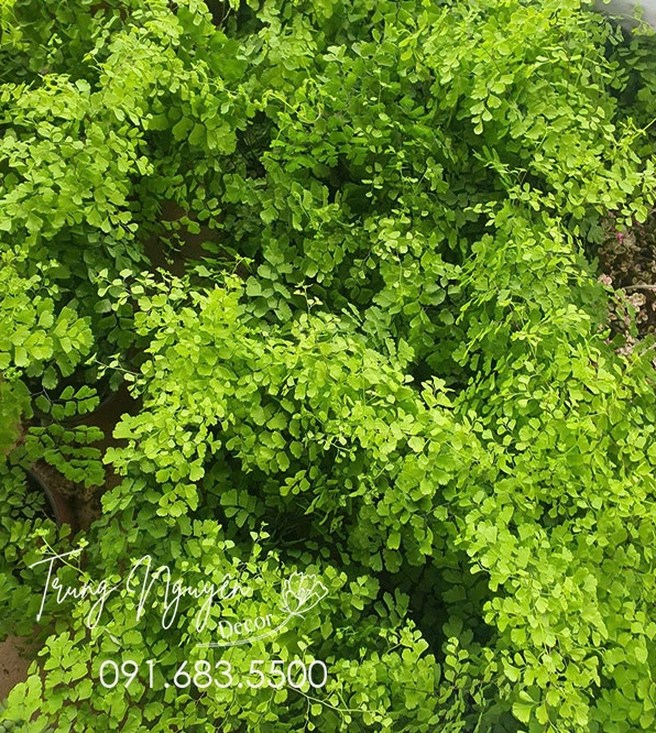 Cây Tóc Thần Vệ Nữ mềm mại với tán lá nhỏ rủ nhẹ tạo đối lập thú vị với vẻ đứng dáng của Cây Thanh Lan