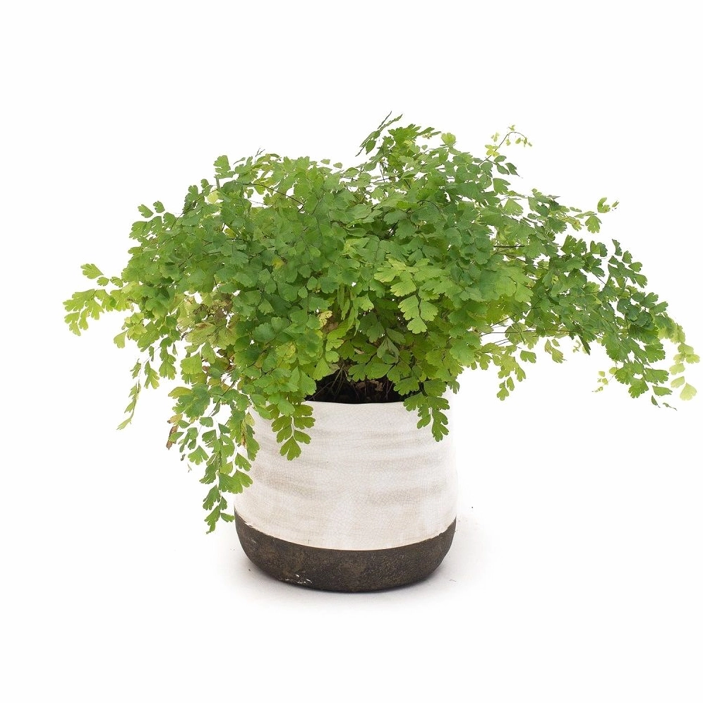 Cây Tóc Thần Vệ Nữ với tán lá mảnh như ren, mềm mại và bay bổng trong chậu treo hoặc chậu bàn