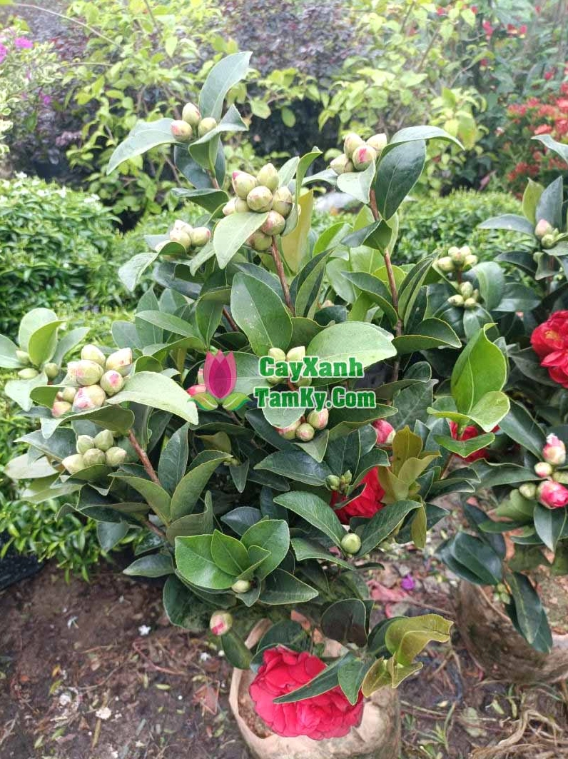 Cây Trà Mi xanh tốt với dáng cây cảnh cân đối và vẻ tự nhiên trong không gian sân vườn