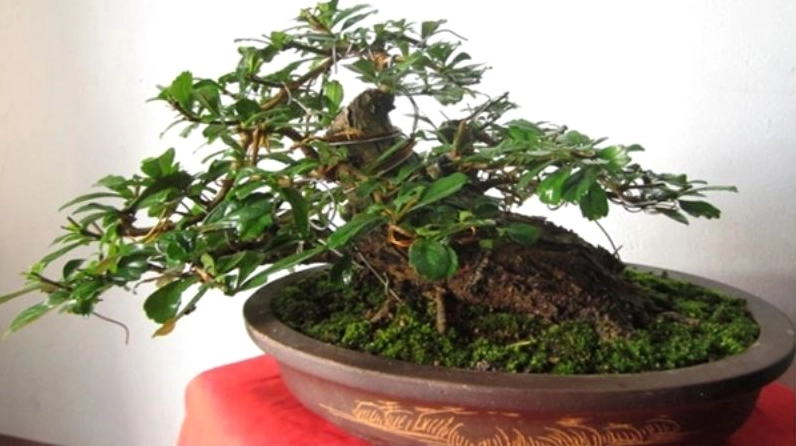 Cây Trà Phúc Kiến bonsai có dáng trưng bày thanh nhã với tán lá xanh nhỏ