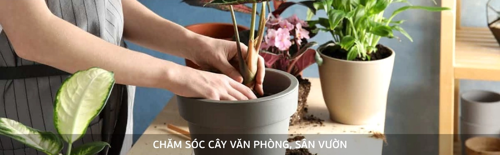 Cây Trà Phúc Kiến được chụp cận cảnh với tán lá nhỏ đan xen mềm mại