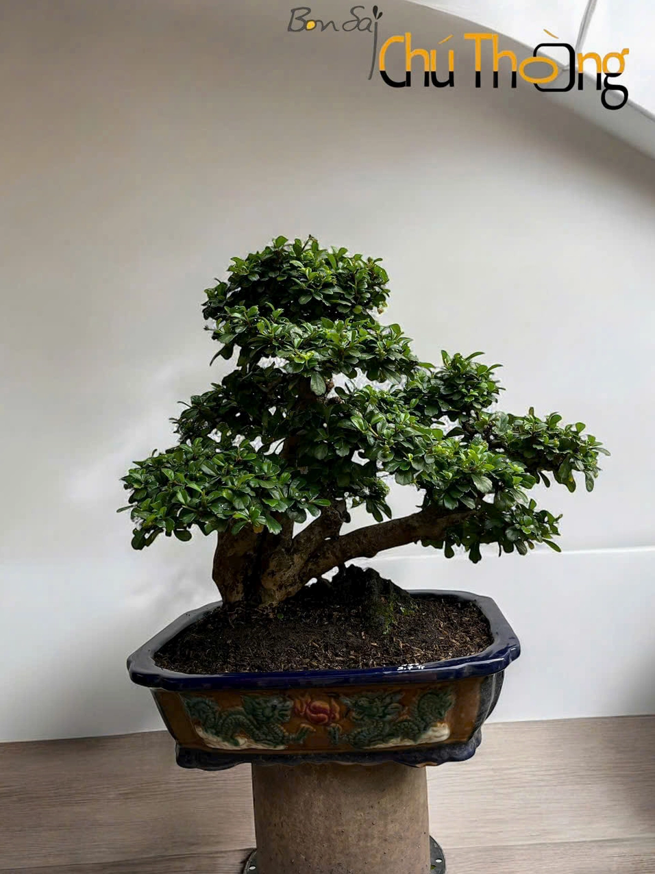 Cây Trà Phúc Kiến hợp mệnh Kim với dáng bonsai xanh trang nhã trong chậu cảnh