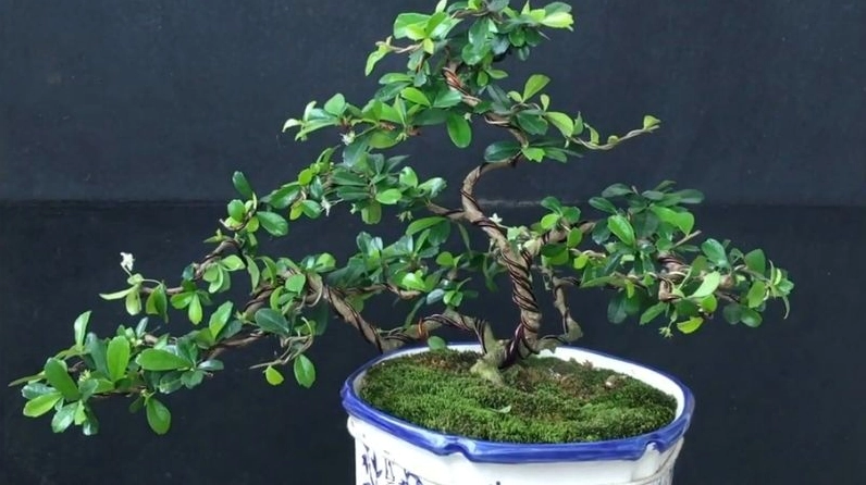 Cây Trà Phúc Kiến trang trí nhà cửa với dáng xanh hài hòa mang ý nghĩa phong thủy