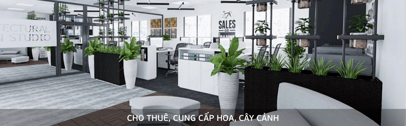 Cây Trà Phúc Kiến trong khung hình xanh tự nhiên với dáng lá dày và khỏe