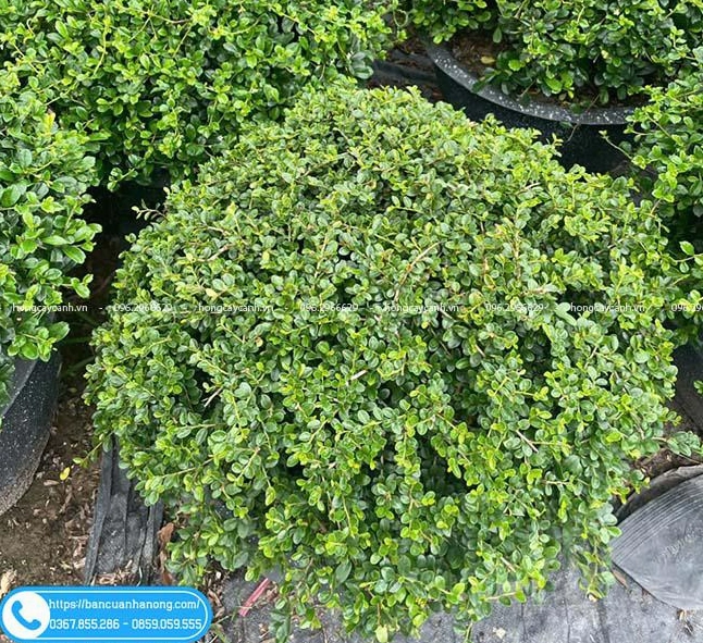 Cây Trà Phúc Kiến xanh tốt với thân cành tự nhiên và tán lá nhỏ nổi bật