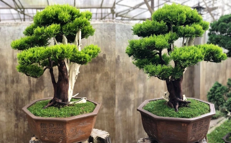 Cây Trắc Bách Diệp bonsai loại nhỏ xinh xắn với tán lá mượt, thích hợp đặt ở hiên nhà hoặc bàn trà ngoài trời