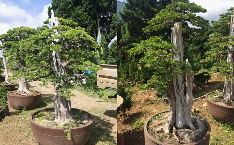 Cây Trắc Bách Diệp cổ thụ với thân lớn, tán rộng và sắc xanh thâm trầm gợi nét uy nghi của thời gian