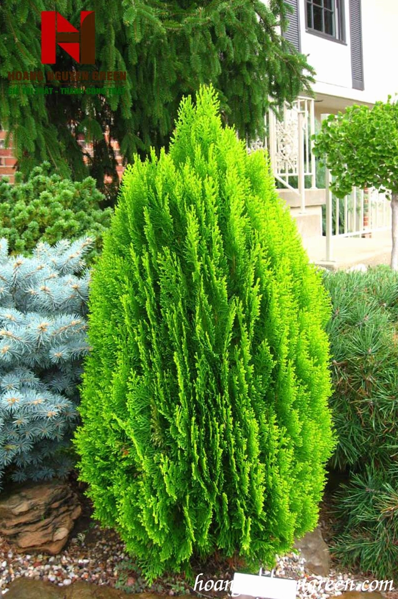 Cây Trắc Bách Diệp dáng thẳng, tán gọn, sắc lá xanh bền tạo cảm giác mát mắt cho cảnh quan sân vườn