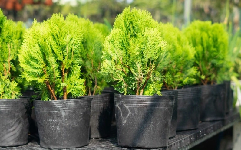 Cây Trắc Bách Diệp dễ trồng với sắc lá xanh khỏe khoắn, dáng cây gọn gàng phù hợp nhiều không gian