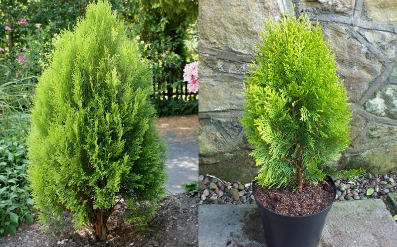 Cây Trắc Bách Diệp mang dáng vẻ bền bỉ, xanh lâu và gợi nhắc ý nghĩa trường thọ trong văn hóa phương Đông