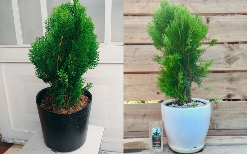 Cây Trắc Bách Diệp trồng trong chậu với hình dáng gọn gàng, nền lá xanh tạo điểm nhấn cho sân hiên