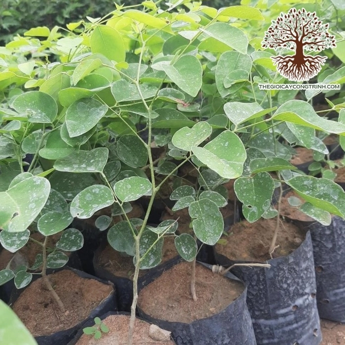 Cây trắc đỏ giống trong bầu ươm với lá xanh non và dáng cây vươn cao