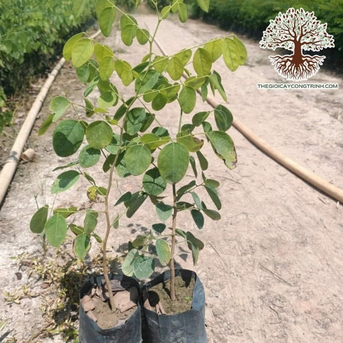 Cây trắc đỏ giống với thân non thẳng và tán lá xanh đang phát triển khỏe