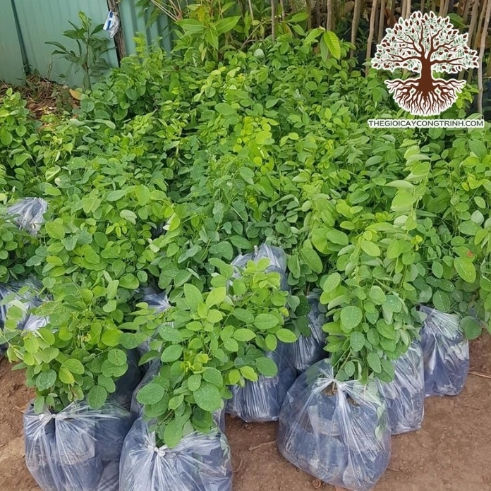 Cây trắc đỏ giống xanh tốt với thân mảnh và cụm lá tươi trong vườn ươm
