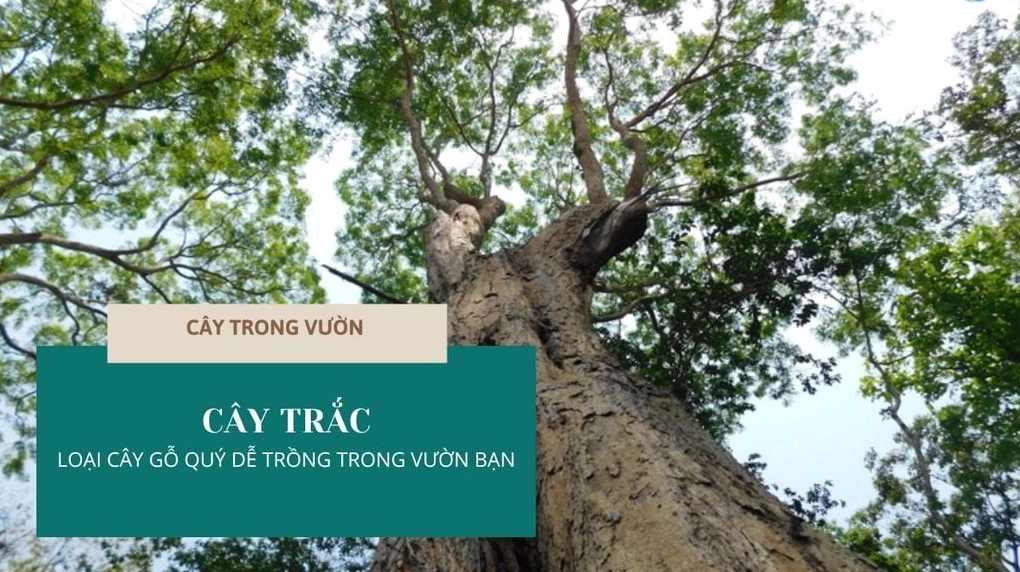 Cây Trắc xanh khỏe trong khu vườn với dáng thân mộc mạc và tán lá tự nhiên
