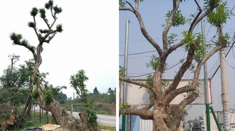Cây Trâm trong khung hình phong thủy với thân lớn tán lá rộng gợi cảm giác vững chãi và sung túc