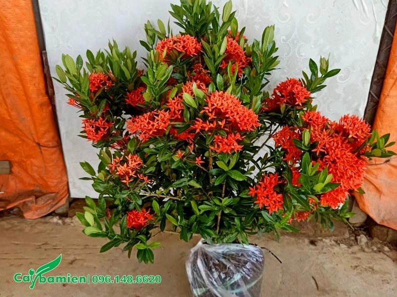 Cây Trang Đỏ cao khoảng 50 đến 60cm mới bứng bầu với bộ rễ được giữ chắc và tán cây cân đối