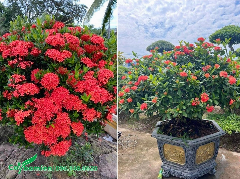 Cây Trang Đỏ trồng trong chậu cảnh trước sân vườn biệt thự với dáng gọn đẹp và hoa nổi bật