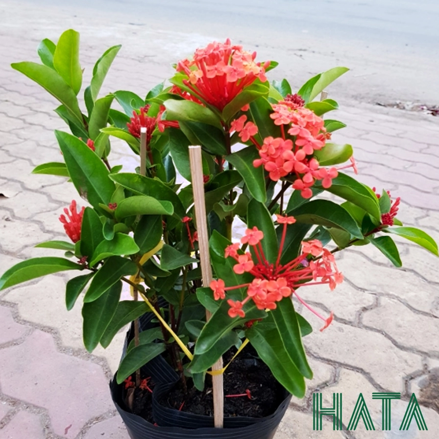 Cây Trang Tàu dáng gọn với sắc lá tươi dùng để trang trí cảnh quan xanh
