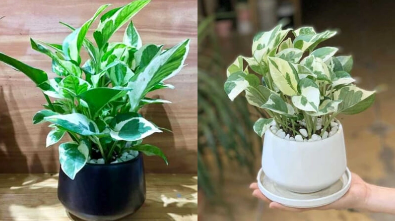 Cây trầu bà Cẩm Thạch với mặt lá pha loang màu tạo cảm giác tinh tế và nổi bật