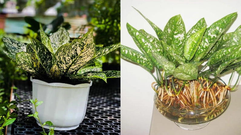 Cây trầu bà Chân Rít lá đốm với bề mặt lá lạ mắt và sắc xanh pha đốm nổi bật